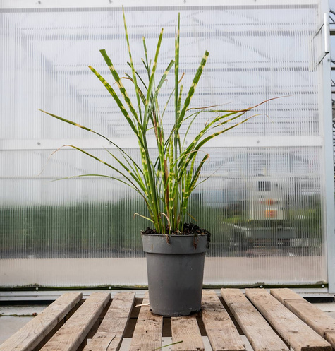 Miskant chiński Strictus (C2)