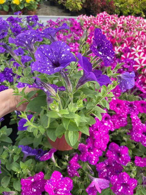 Surfinia fioletowa Gwieździste Niebo Night Sky NOWOŚĆ