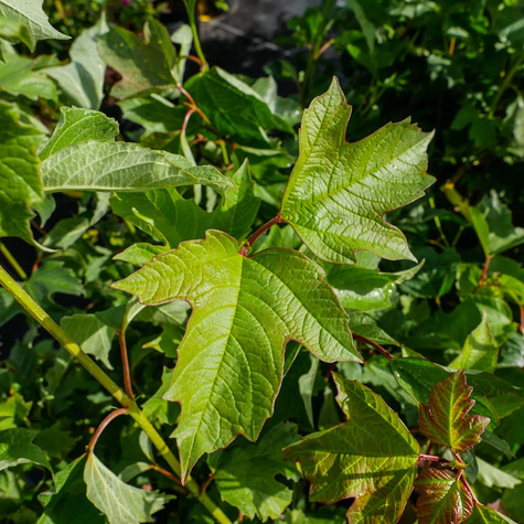 Kalina koralowa (C2)