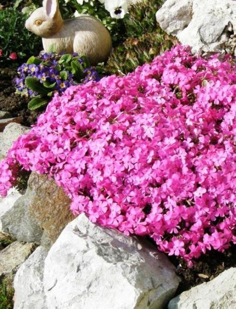 Płomyk szydlasty Floks McDaniel's Cushion