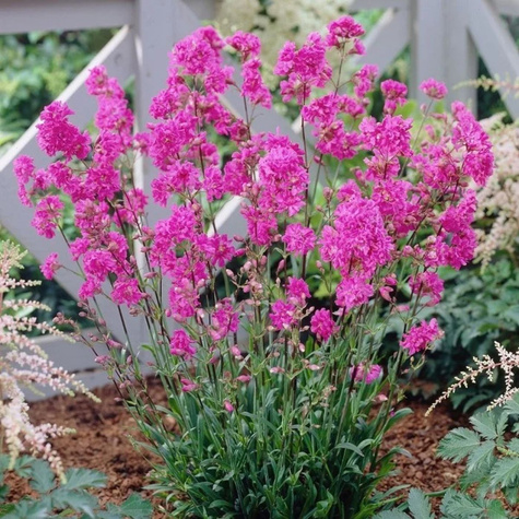 Firletka Smółka pospolita plena (C2)