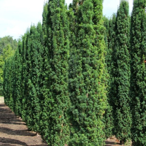 Cis pospolity Fastigiata