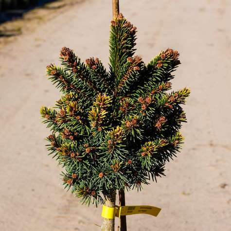 Świerk pospolity Gold Nugget (Aurea) szczepiony Pa40