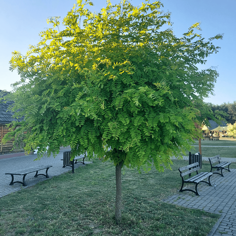 Robinia Akacjowa Akacja Złota Frisia na pniu (Pa 140, obw. 6/10cm, H-200/220)