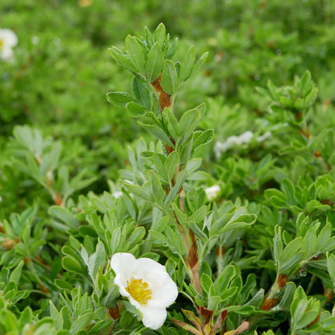 Pięciornik krzewiasty Tilford Cream (C2)