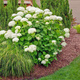 Hortensja krzewiasta Annabelle odporna na mróz (C2)