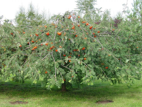 Jarząb pospolity Pendula szczepiona na pniu (Pa 120/140, obw. 8/10, H-180/200)