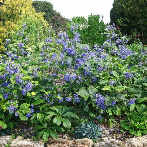 Powojnik Clematis barszczolistny rurkowaty Cassandra (C2)