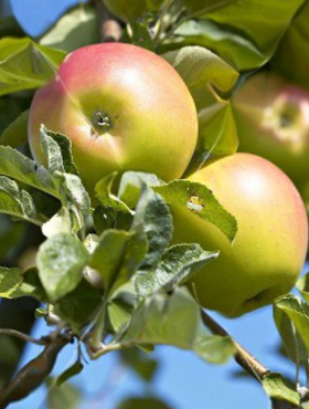 Jabłoń Reneta Landsberska w doniczce