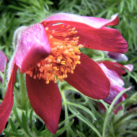 Sasanka zwyczajna Red Shades (C2)