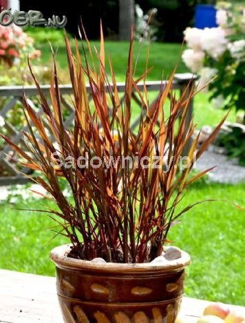 Ryż ozdobny Black Madras 1g