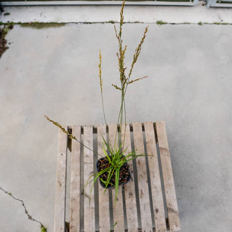 Trzęślica modra Dauerstrahl