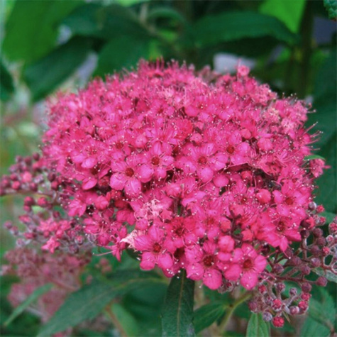 Tawuła japońska Country Red (P9)