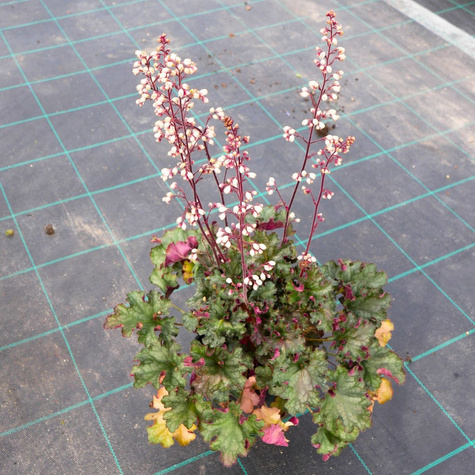 Żurawka ogrodowa Iced Olive (C2)