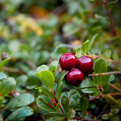 Żurawina wielkoowocowa Stevens bardzo plenna
