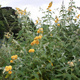 Budleja Weyera Sungold (C2)