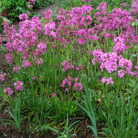 Firletka smółka (C2)