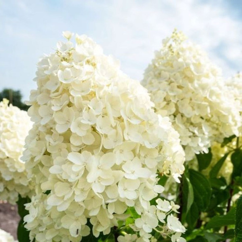 Hortensja bukietowa Summer Snow (C2)