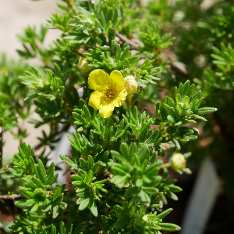 Pięciornik krzewiasty Gold Star (C2)