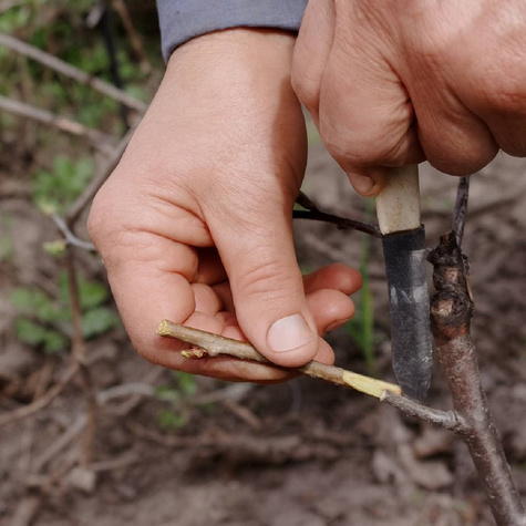 Podkładka Śliwy i Moreli Ałycza Silnie Rosnąca Plant Pack