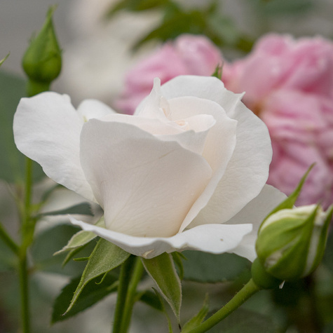 Róża rabatowa BIAŁA wielokwiatowa