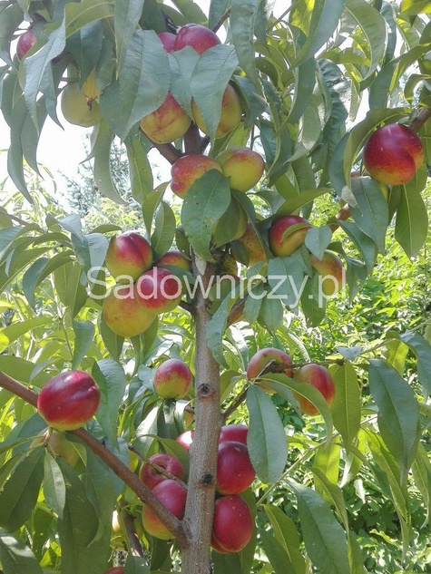 Nektaryna Harco w doniczce (C2)