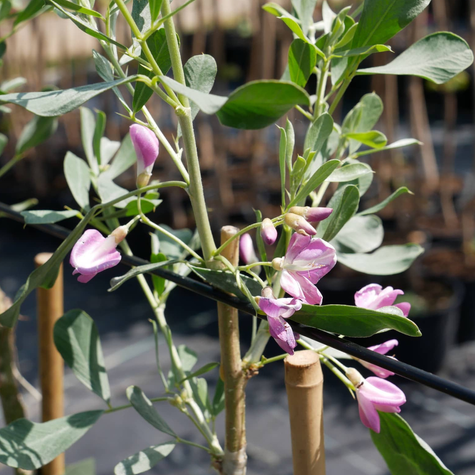 Słonisz Srebrzysty Miododajny Unikat Szczepiony Na Pniu