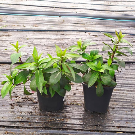 Lobelia okazała Starship Scarlet Bronze Leaved (C2)