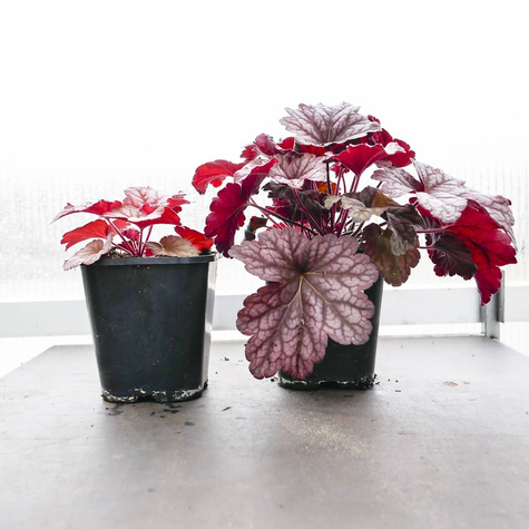 Żurawka ogrodowa Berry Smoothie jagodowa (C2)