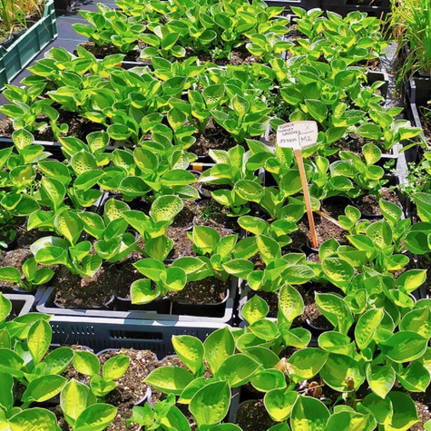 Funkia ogrodowa Sunset Grooves (C2)