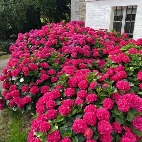 Hortensja ogrodowa Royal Red czerwone kwiaty (C2)