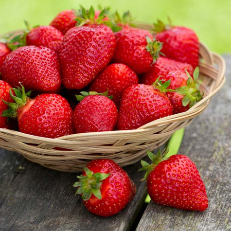 Truskawka Ostara poziomkowa pnąca wisząca powtarzająca FRIGO