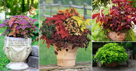 Koleus Coleus Pokrzywka Mix kolorów