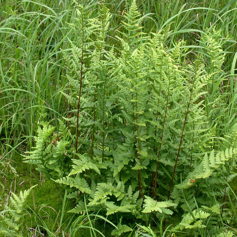 Nerecznica grzebieniasta Paproć (C2)