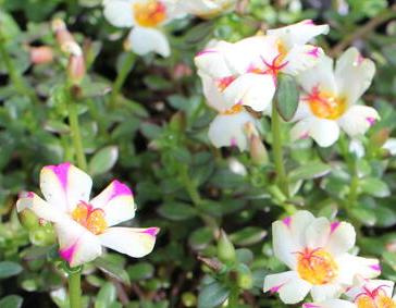 Portulaka zwisająca biało-purpurowa