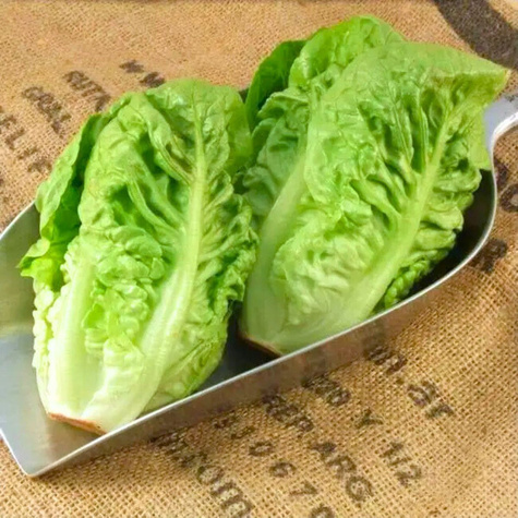 ZESTAW ALLEGRO Sałata rzymska Little Gem wczesna 0,5g