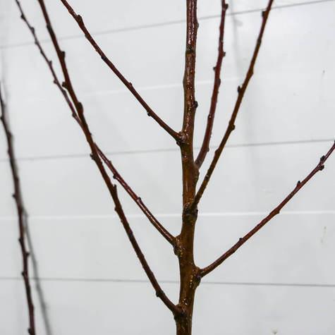 Morela Velkopavlovicka Plant Pack