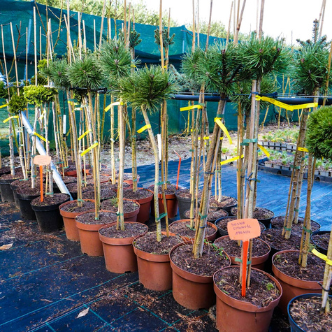 Sosna górska kosodrzewina Litomyśl szczepiona Pa 60cm