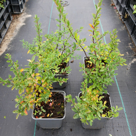 Tawuła nippońska Snowmound (P9)