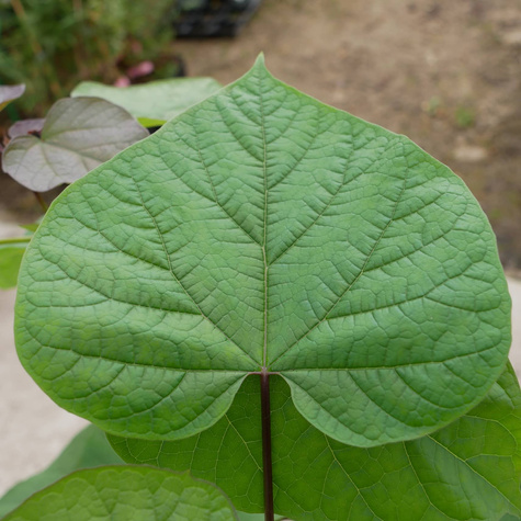 Katalpa Surmia Storczykowiec odstrasza komary (C2)