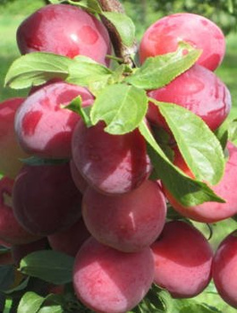 Śliwa japońska Kometa Samopłodna Plant Pack