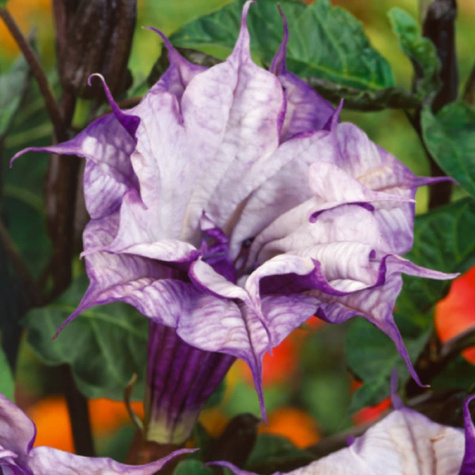 Bieluń Surmikwiat Datura Ballerina 5szt