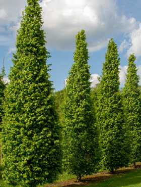 Grab pospolity obw. 8-10 cm