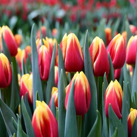 Tulipan Triumph Jan Seignette