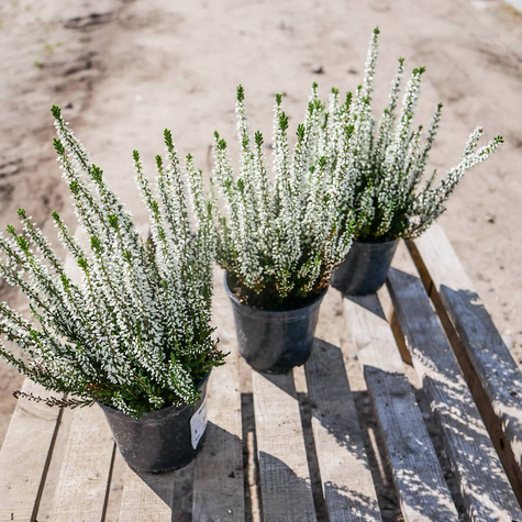 Wrzos pospolity Veluve biały pączkowy