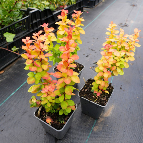 Berberys thunberga Neon Gold (P9)