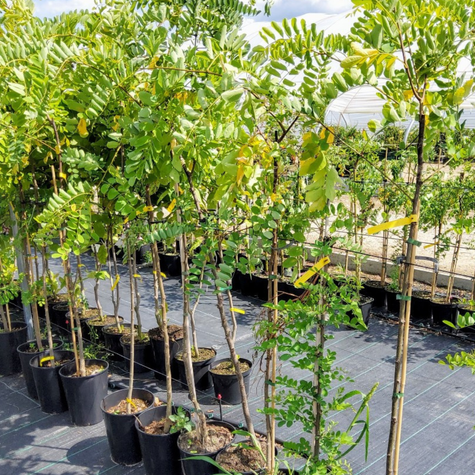 Robinia Akacjowa Akacja Złota Frisia Szczepiona Na Pniu