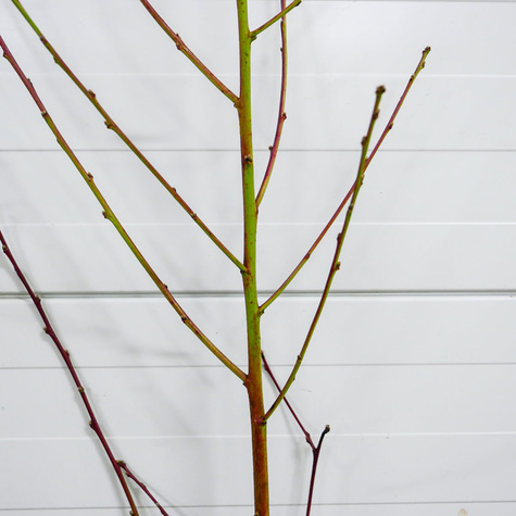 Brzoskwinia Primissima Delbardo Plant Pack