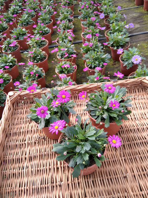 Czubatka ubiorkolistna Zestaw 3 szt. różowej i 3 szt. niebieskiej