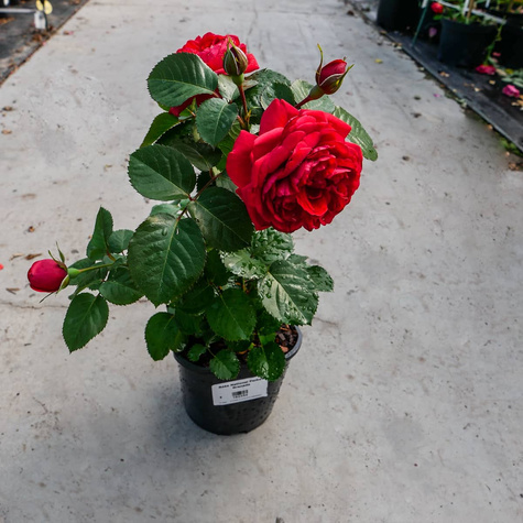 Róża bukietowa National Parks Grenada pachnąca (C2)